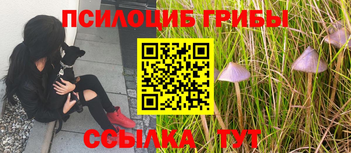 Мценск  Галлюциногенные грибы Cubensis  дарнет шоп  Вход с VPN 